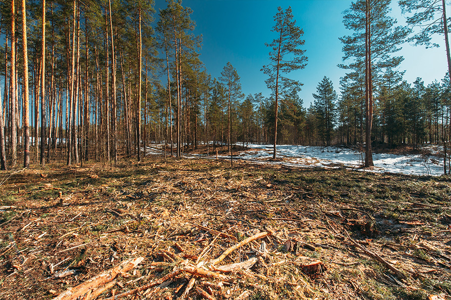 forstry machinery for Scandinavian conditions